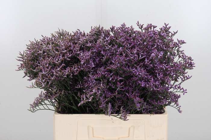 <h4>Limon Safora Lilac</h4>