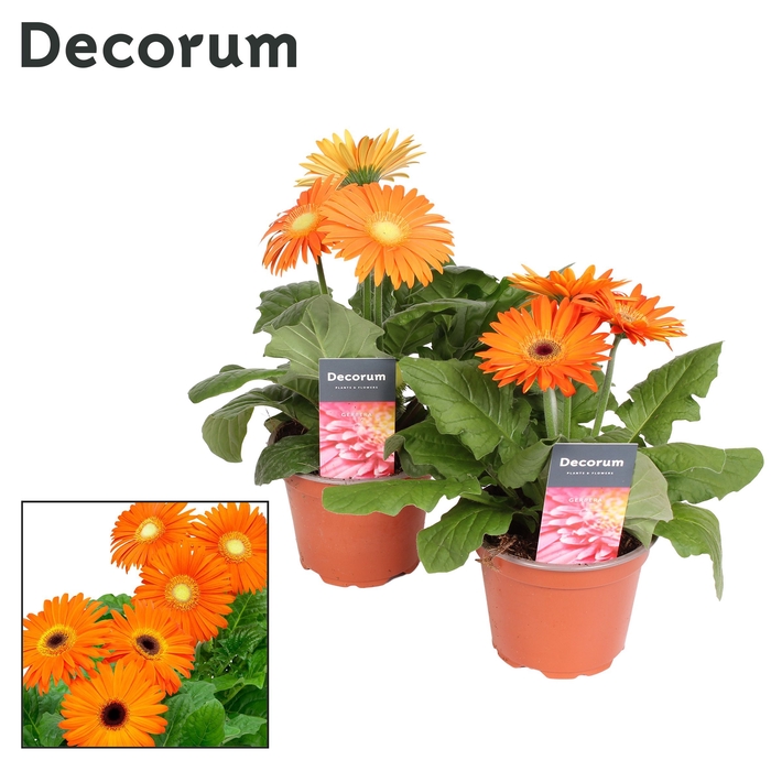 <h4>Gerbera 2+ bl. 12cm oranje in hoes (diverse kleurtinten) Decorum</h4>