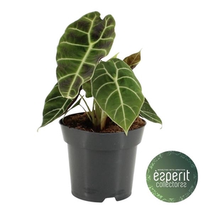 Alocasia watsoniana