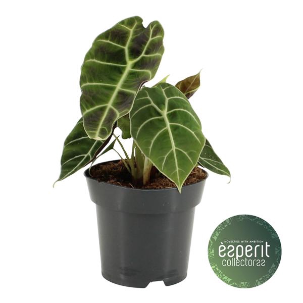 <h4>Alocasia watsoniana</h4>
