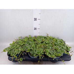 Glechoma hederacea 'Variegata'