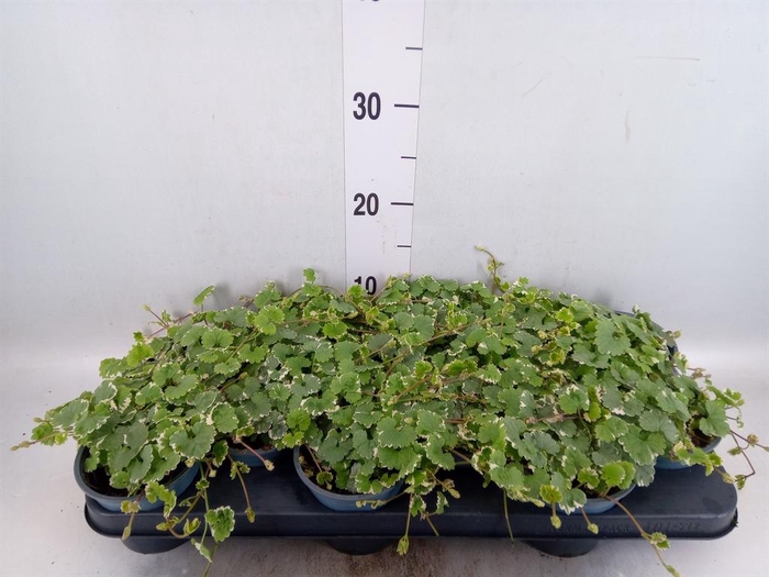 <h4>Glechoma hederacea 'Variegata'</h4>
