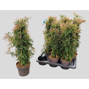 JASM POLYANTHUM WIT
