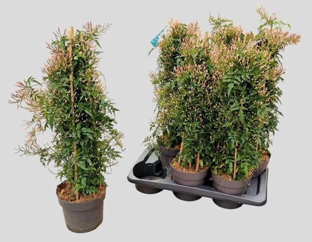 <h4>JASM POLYANTHUM WIT</h4>