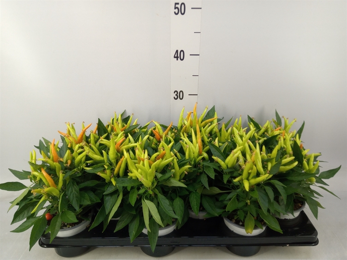 <h4>Capsicum annuum 'Joker'</h4>