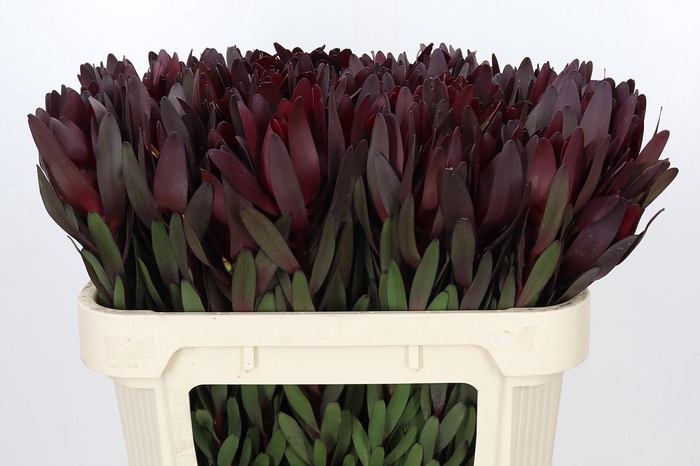 <h4>Leucadendron Saf Sunset Dark R.</h4>