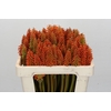 Kniphofia Eycone Orange