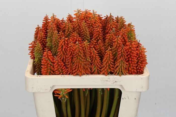 Kniphofia Eycone Orange