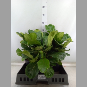 Ficus lyrata