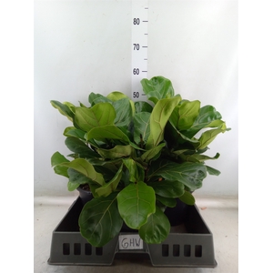 Ficus lyrata