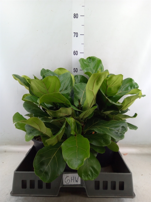 <h4>Ficus lyrata</h4>