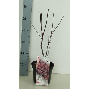 Acer palmatum 'Bloodgood' P19 Full CC