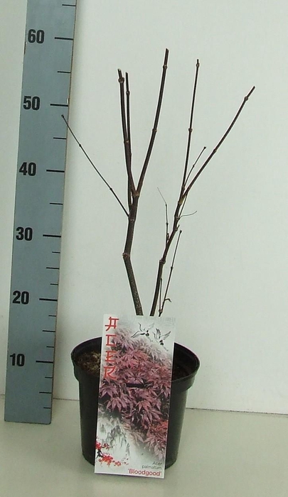 <h4>Acer palmatum 'Bloodgood' P19 Full CC</h4>