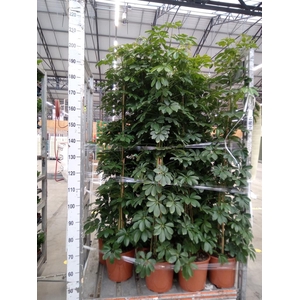 Schefflera arbor. 'Compacta'