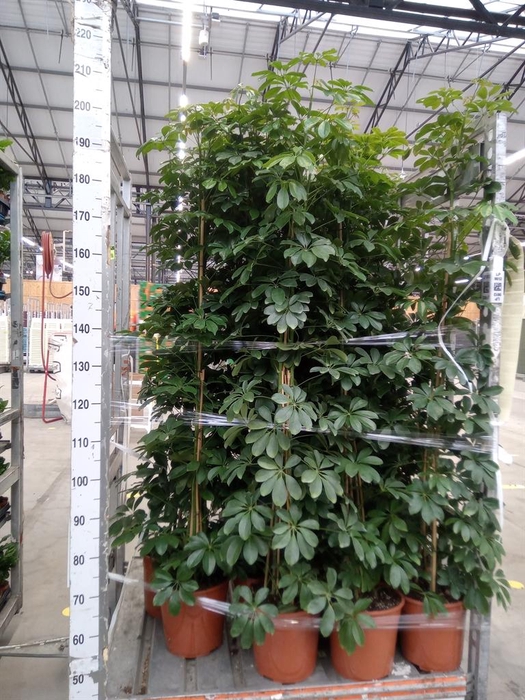 <h4>Schefflera arbor. 'Compacta'</h4>