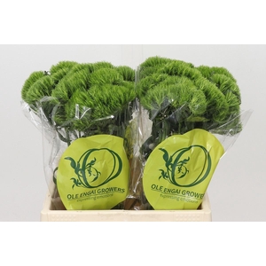 !! PROMO !!DIANTHUS BR KIWI MELLOW