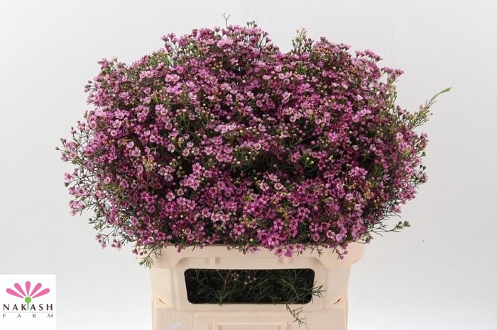 <h4>Cham Un Jupiter</h4>