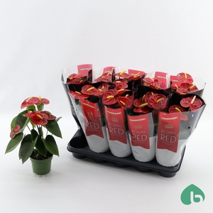 Anthurium Andr. Royal Champion