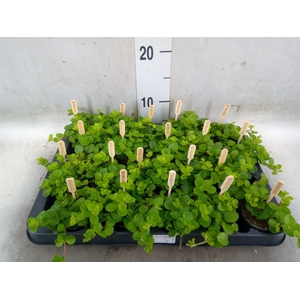 Peperomia rotundifolia