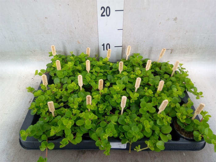 <h4>Peperomia rotundifolia</h4>