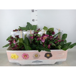 Helleborus  'Fkiss Charmer'