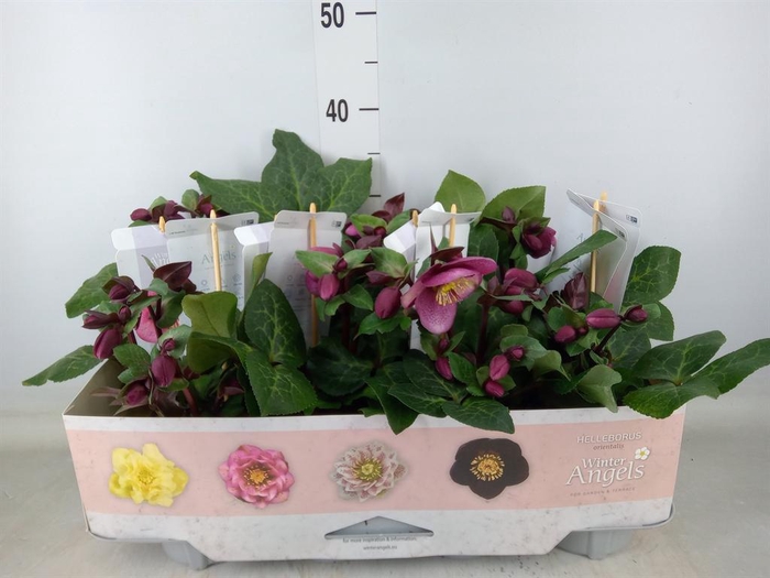 <h4>Helleborus 'Fkiss Charmer'</h4>