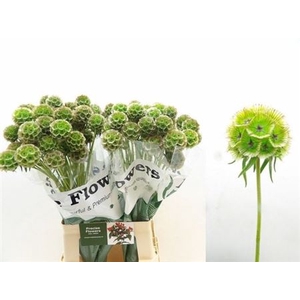 Scabiosa St Klbh Green