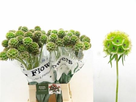 <h4>Scabiosa St Klbh Green</h4>