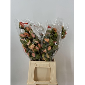 Papaver Extra Pink Rosa