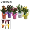 Zantedeschia Mix in Claudia Glas (Decorum)