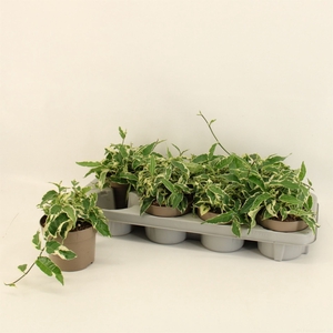 Ficus sagittata