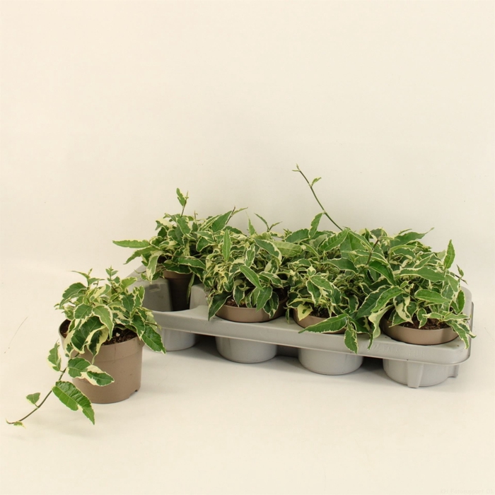 <h4>Ficus sagittata</h4>