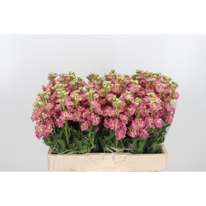 Matth St Antiqu Rose