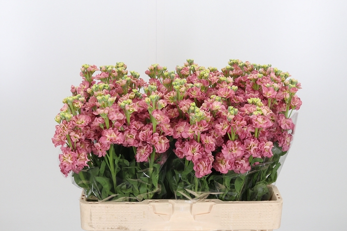<h4>Matth St Antiqu Rose</h4>