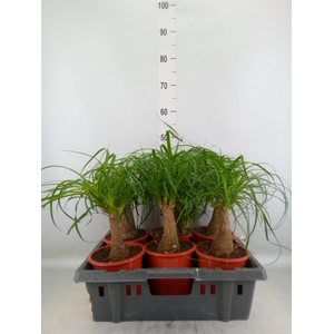 Beaucarnea recurvata