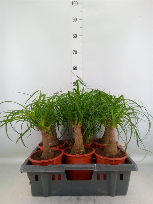 <h4>Beaucarnea recurvata</h4>