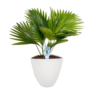 Livistona in avani pot white asp Lucht Zuiverend