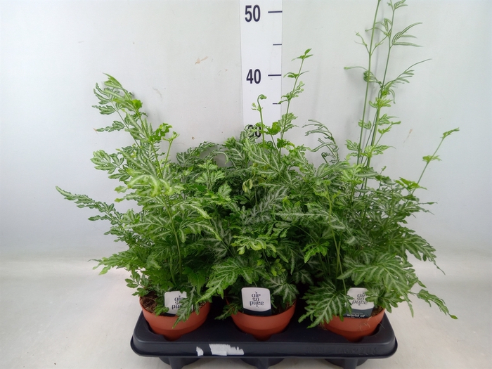 <h4>Pteris ensiformis 'Evergemiensis'</h4>