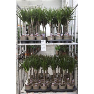 Dra Marginata 30cm 3+ Solo