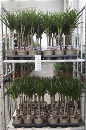 <h4>Dra Marginata 30cm 3+ Solo</h4>