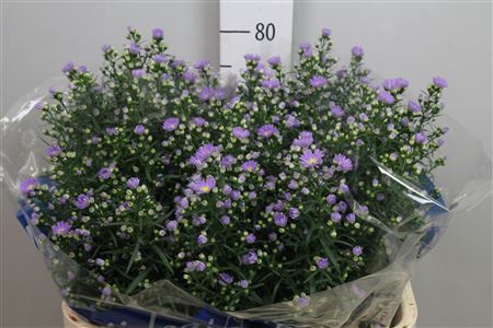 <h4>Aster univ. 'Cassandra'</h4>