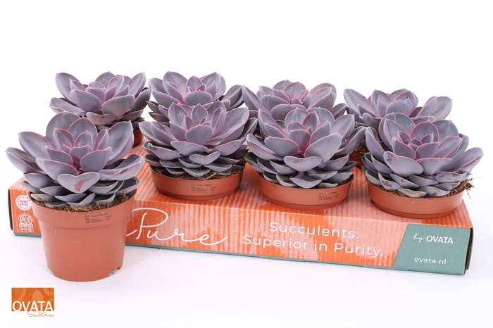<h4>ECHEV PURPLE PEARL</h4>