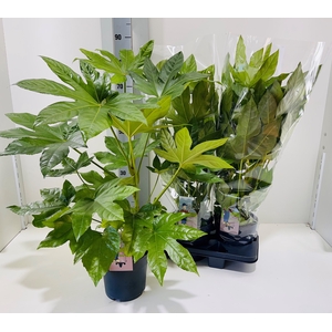 FATSIA OV