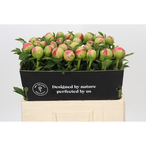 Paeonia Coral Sunset