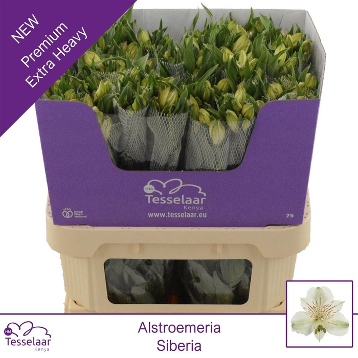 <h4>Alstroemeria Siberia | Heavy Quality</h4>