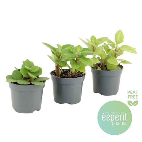 <h4>Peperomia Mix 2-3 srt.</h4>