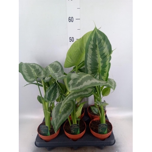 Schismatoglottis scortechinii