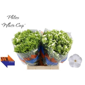 PHLOX P WHITECAP