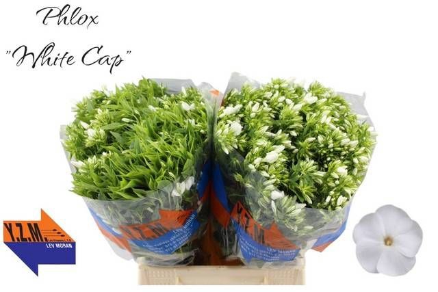 <h4>PHLOX P WHITECAP</h4>