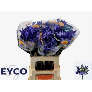 Agap Eyfori Blue